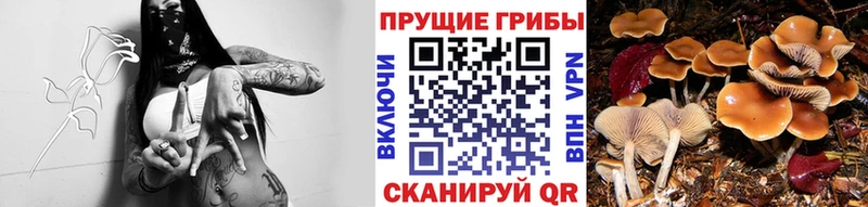 Псилоцибиновые грибы MAGIC MUSHROOMS  Буйнакск 